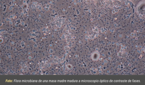 Flora microbiana masa madre