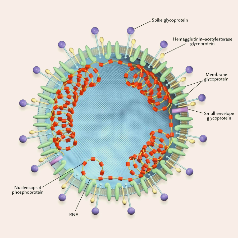 estructura coronavirus